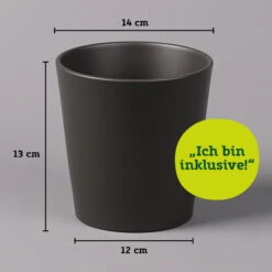 Kaffeestrauch Mit Keramiktopf Anthrazit, Topf-Ø 12cm, Höhe Ca. 25 Cm, 3er-Set -Naturgrün Verkaufsgeschäft 021010 Dallas anthrazit 14cm mit Abmessungen 111824 9