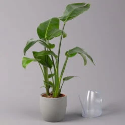 Strelitzia Nicolai, Topf-Ø 17 Cm, Höhe Ca. 55 Cm -Naturgrün Verkaufsgeschäft 0210104742 Strelitzia nicolai T17 3