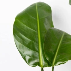 Strelitzia Nicolai, Topf-Ø 17 Cm, Höhe Ca. 55 Cm -Naturgrün Verkaufsgeschäft 0210104742 Strelitzia nicolai T17 4