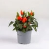 Capsicum 'Salsa Dark Orange', Topf-Ø 10,5, 6er-Set