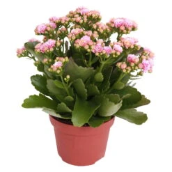 Kalanchoe 'Calandiva'®, Rosa-weiß, Topf-Ø 12 Cm, Höhe Ca. 27,5 Cm, 6er-Set -Naturgrün Verkaufsgeschäft 0210350156 Kalanchoe Cal rosa weiss
