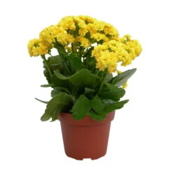 Kalanchoe 'Calandiva'®, Gelb, Topf-Ø 12 Cm, Höhe Ca. 27,5 Cm, 6er-Set -Naturgrün Verkaufsgeschäft 0210350157 Kalanchoe Cal gelb