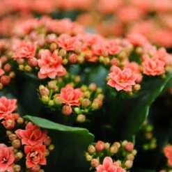 Kalanchoe 'Calandiva'®, Orange, Topf-Ø 12 Cm, Höhe Ca. 27,5 Cm, 6er-Set -Naturgrün Verkaufsgeschäft 0210350158 Kalanchoe Cal orange 12cm T H 26cm