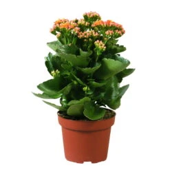 Kalanchoe 'Calandiva'®, Orange, Topf-Ø 12 Cm, Höhe Ca. 27,5 Cm, 6er-Set -Naturgrün Verkaufsgeschäft 0210350158 Kalanchoe Cal orange