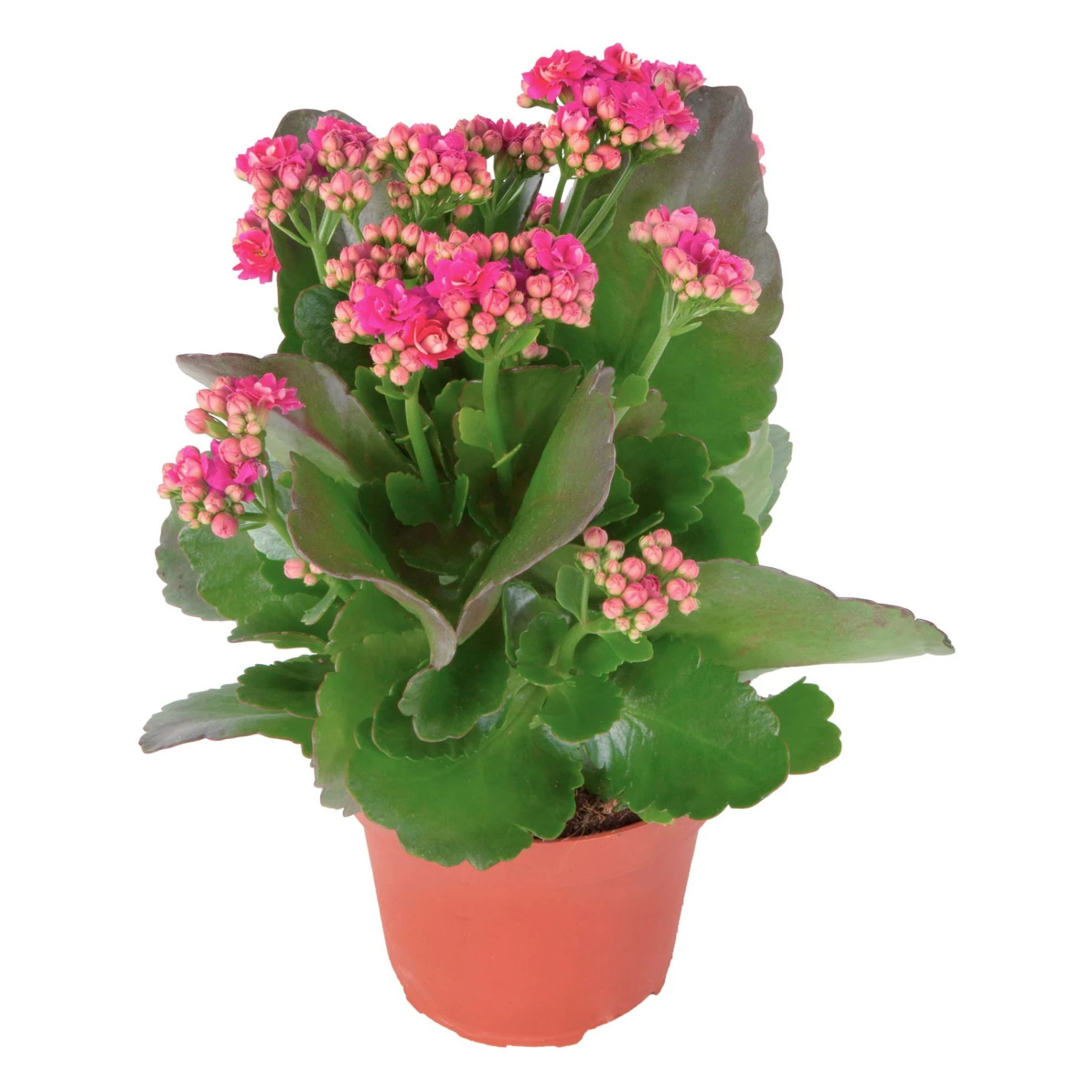 Kalanchoe 'Calandiva'®, Violett, Topf-Ø 12 Cm, Höhe Ca. 27,5 Cm, 6er-Set 4 Kalanchoe 'Calandiva'®, Violett, Topf-Ø 12 Cm, Höhe Ca. 27,5 Cm, 6er-Set – Bild 4