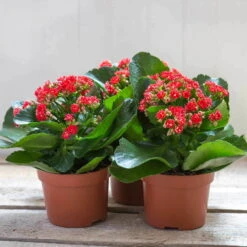 Kalanchoe 'Calandiva'®, Rot, Topf-Ø 12 Cm, Höhe Ca. 27,5 Cm, 6er-Set -Naturgrün Verkaufsgeschäft 0210350161 Kalanchoe Cal rot 12 cm T H 26cm1