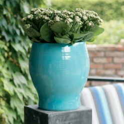 Kalanchoe 'Calandiva'®, Weiß, Topf-Ø 12 Cm, Höhe Ca. 27,5 Cm, 6er-Set 10 Kalanchoe 'Calandiva'®, Weiß, Topf-Ø 12 Cm, Höhe Ca. 27,5 Cm, 6er-Set -Naturgrün Verkaufsgeschäft 0210350168 Kalanchoe Cal weiss1