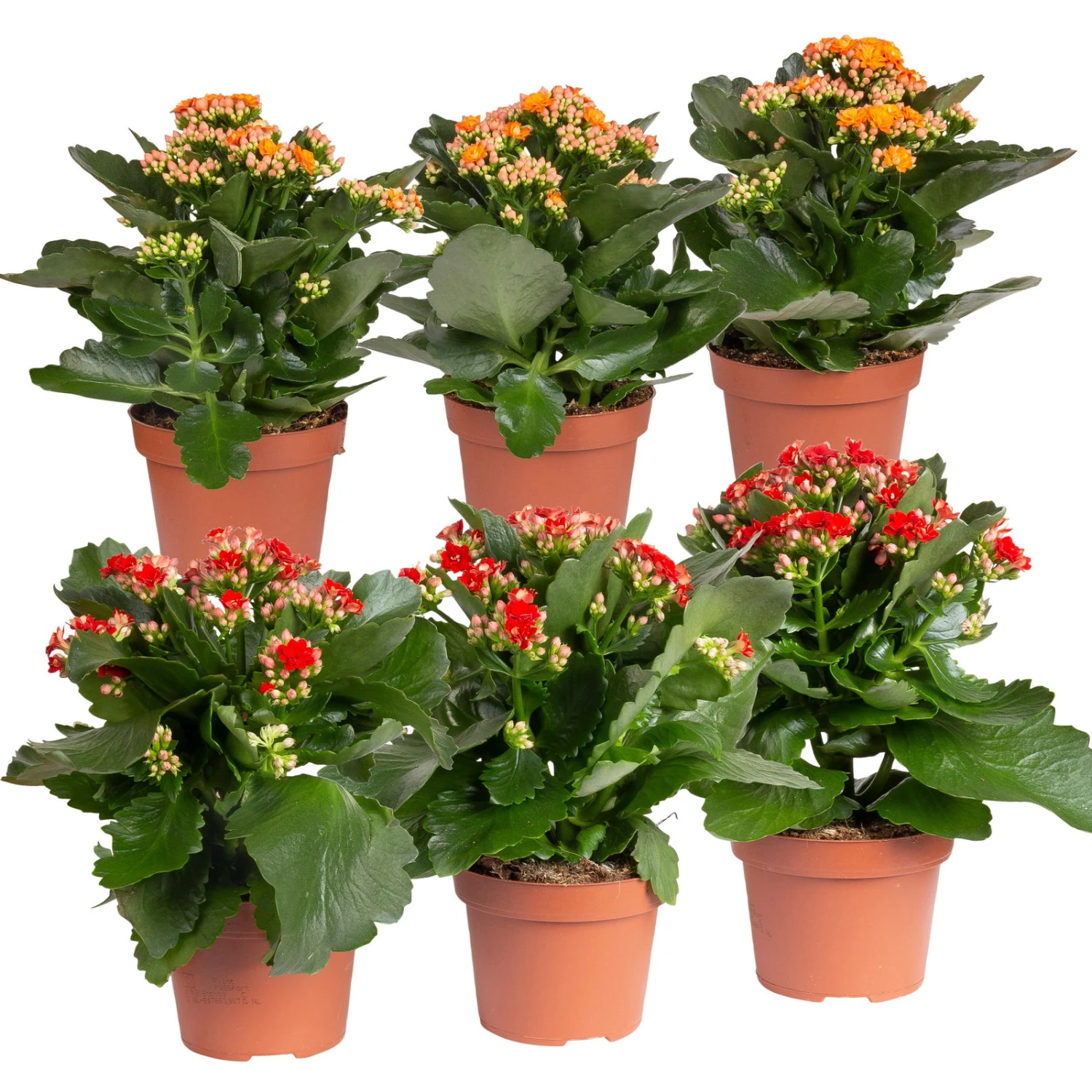 Kalanchoe 'Calandiva'®, Rot&orange, Topf-Ø 12 Cm, Höhe Ca. 20-30 Cm, 6er-Set 1 Kalanchoe 'Calandiva'®, Rot&orange, Topf-Ø 12 Cm, Höhe Ca. 20-30 Cm, 6er-Set