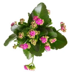 Kalanchoe 'Calandiva'®, Weiß&violett, Topf-Ø 12 Cm, Höhe Ca. 20-30 Cm, 6er-Set -Naturgrün Verkaufsgeschäft 0210350382 Kalanchoe violett 6er Set 6xviolett 1 2