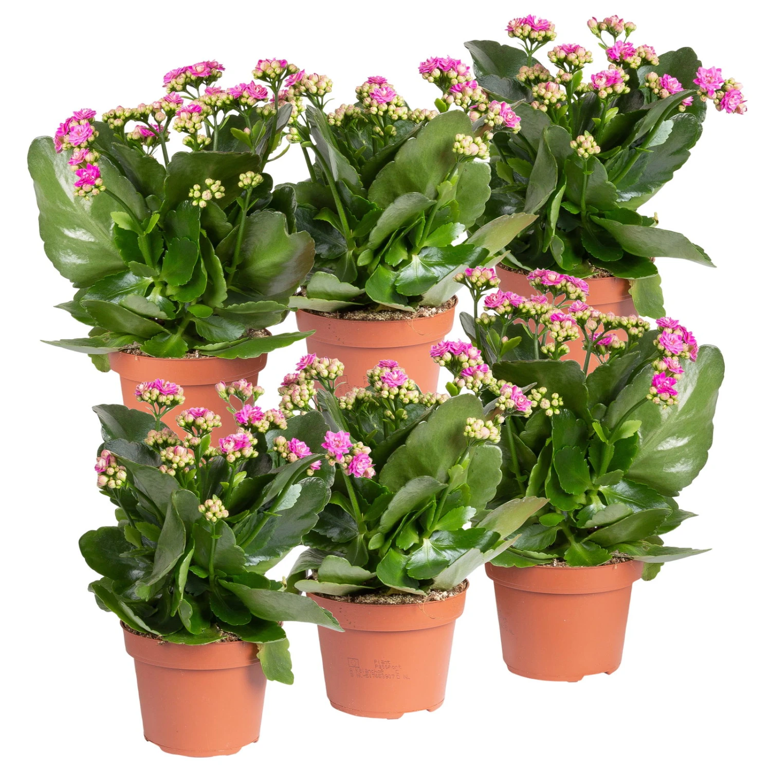Kalanchoe 'Calandiva'®, Violett, Topf-Ø 12 Cm, Höhe Ca. 27,5 Cm, 6er-Set 1 Kalanchoe 'Calandiva'®, Violett, Topf-Ø 12 Cm, Höhe Ca. 27,5 Cm, 6er-Set