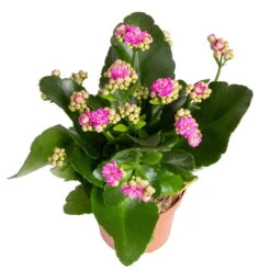 Kalanchoe 'Calandiva'®, Gelb&violett, Topf-Ø 12 Cm, Höhe Ca. 20-30 Cm, 6er-Set 11 Kalanchoe 'Calandiva'®, Gelb&violett, Topf-Ø 12 Cm, Höhe Ca. 20-30 Cm, 6er-Set -Naturgrün Verkaufsgeschäft 0210350382 Kalanchoe violett 6er Set 6xviolett 3 1