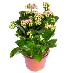 Kalanchoe 'Calandiva'®, Rosa-weiß, Topf-Ø 12 Cm, Höhe Ca. 27,5 Cm, 6er-Set -Naturgrün Verkaufsgeschäft 0210350383 Kalanchoe rosa weiss 6er Set 6xrosa weiss 1