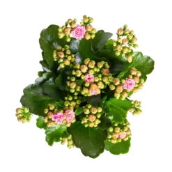 Kalanchoe 'Calandiva'®, Rosa-weiß, Topf-Ø 12 Cm, Höhe Ca. 27,5 Cm, 6er-Set -Naturgrün Verkaufsgeschäft 0210350383 Kalanchoe rosa weiss 6er Set 6xrosa weiss 2