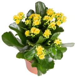 Kalanchoe 'Calandiva'®, Gelb, Topf-Ø 12 Cm, Höhe Ca. 27,5 Cm, 6er-Set -Naturgrün Verkaufsgeschäft 0210350384 Kalanchoe gelb 6er Set 6xgelb 2 2