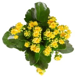 Kalanchoe 'Calandiva'®, Gelb, Topf-Ø 12 Cm, Höhe Ca. 27,5 Cm, 6er-Set -Naturgrün Verkaufsgeschäft 0210350384 Kalanchoe gelb 6er Set 6xgelb 3 2