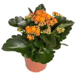 Kalanchoe 'Calandiva'®, Gelb&orange, Topf-Ø 12 Cm, Höhe Ca. 20-30 Cm, 6er-Set 9 Kalanchoe 'Calandiva'®, Gelb&orange, Topf-Ø 12 Cm, Höhe Ca. 20-30 Cm, 6er-Set -Naturgrün Verkaufsgeschäft 0210350385 Kalanchoe orange 6er Set 6xorange 2 2