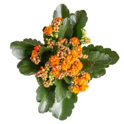 Kalanchoe 'Calandiva'®, Orange, Topf-Ø 12 Cm, Höhe Ca. 27,5 Cm, 6er-Set -Naturgrün Verkaufsgeschäft 0210350385 Kalanchoe orange 6er Set 6xorange 3 1