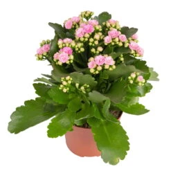 Kalanchoe 'Calandiva'®, Weiß & Rosa, Topf-Ø 12 Cm, Höhe Ca. 20-30 Cm, 6er-Set -Naturgrün Verkaufsgeschäft 0210350386 Kalanchoe rosa 6er Set 6xrosa 1