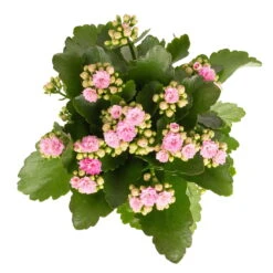 Kalanchoe 'Calandiva'®, Weiß & Rosa, Topf-Ø 12 Cm, Höhe Ca. 20-30 Cm, 6er-Set -Naturgrün Verkaufsgeschäft 0210350386 Kalanchoe rosa 6er Set 6xrosa 2