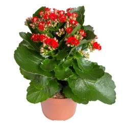 Kalanchoe 'Calandiva'®, Rot&gelb, Topf Topf-Ø 12 Cm, Höhe Ca. 20-30cm, 6er-Set -Naturgrün Verkaufsgeschäft 0210350387 Kalanchoe rot 6er Set 6xrot 21 4