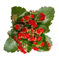 Kalanchoe 'Calandiva'®, Rot, Topf-Ø 12 Cm, Höhe Ca. 27,5 Cm, 6er-Set -Naturgrün Verkaufsgeschäft 0210350387 Kalanchoe rot 6er Set 6xrot 3 3