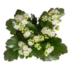 Kalanchoe 'Calandiva'®, Weiß, Topf-Ø 12 Cm, Höhe Ca. 27,5 Cm, 6er-Set 13 Kalanchoe 'Calandiva'®, Weiß, Topf-Ø 12 Cm, Höhe Ca. 27,5 Cm, 6er-Set -Naturgrün Verkaufsgeschäft 0210350388 Kalanchoe weiss 6er Set 6xweiss 1 3