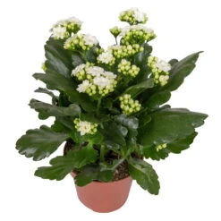 Kalanchoe 'Calandiva'®, Weiß, Topf-Ø 12 Cm, Höhe Ca. 27,5 Cm, 6er-Set 12 Kalanchoe 'Calandiva'®, Weiß, Topf-Ø 12 Cm, Höhe Ca. 27,5 Cm, 6er-Set -Naturgrün Verkaufsgeschäft 0210350388 Kalanchoe weiss 6er Set 6xweiss 2 3