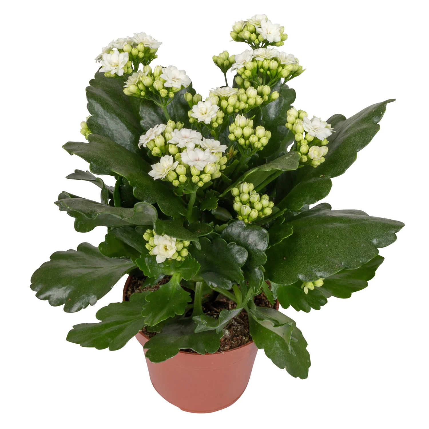 Kalanchoe 'Calandiva'®, Weiß, Topf-Ø 12 Cm, Höhe Ca. 27,5 Cm, 6er-Set 5 Kalanchoe 'Calandiva'®, Weiß, Topf-Ø 12 Cm, Höhe Ca. 27,5 Cm, 6er-Set – Bild 5