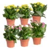 Kalanchoe 'Calandiva'®, Gelb&violett, Topf-Ø 12 Cm, Höhe Ca. 20-30 Cm, 6er-Set