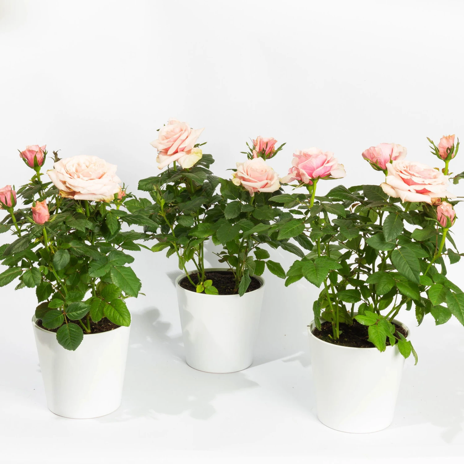 Rose, Rosa, Mit Topf Dallas Weiß, Topf-Ø 13 Cm, 3er-Set 1 Rose, Rosa, Mit Topf Dallas Weiß, Topf-Ø 13 Cm, 3er-Set