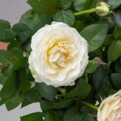 Rose 'Infinity' Weiß, Topf-Ø 14 Cm, 2er-Set -Naturgrün Verkaufsgeschäft 0210550293 rose infinity weiss 4 122745