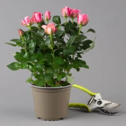 Rose Dunkelrosa, Topf-Ø 14 Cm, 2er-Set -Naturgrün Verkaufsgeschäft 0210550298 rose dunkelrosa 1 122904