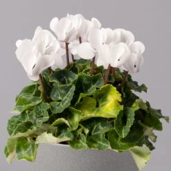 Alpenveilchen, Weiß, Topf-Ø 10,5 Cm, Höhe Ca. 23 Cm, 6er-Set -Naturgrün Verkaufsgeschäft 0210600490 Cyclamen Mix T10 weiss 6er Set 2 115230