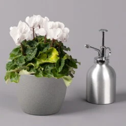 Alpenveilchen, Weiß, Topf-Ø 10,5 Cm, Höhe Ca. 23 Cm, 6er-Set -Naturgrün Verkaufsgeschäft 0210600490 Cyclamen Mix T10 weiss 6er Set 3 115231
