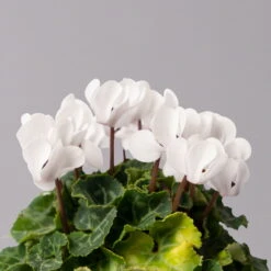 Alpenveilchen, Weiß, Topf-Ø 10,5 Cm, Höhe Ca. 23 Cm, 6er-Set -Naturgrün Verkaufsgeschäft 0210600490 Cyclamen Mix T10 weiss 6er Set 4 115232
