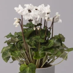 Alpenveilchen, Weiß, Gefranst, Topf-Ø 10,5 Cm, Höhe Ca. 23 Cm, 6er-Set -Naturgrün Verkaufsgeschäft 0210600494 Cyclamen Merengue 10cm weiss 3er Set 3 115395