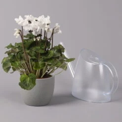 Alpenveilchen, Weiß, Gefranst, Topf-Ø 10,5 Cm, Höhe Ca. 23 Cm, 6er-Set -Naturgrün Verkaufsgeschäft 0210600494 Cyclamen Merengue 10cm weiss 3er Set 4 115396