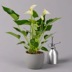 Flamingoblume 'White Champion', Weiß, Topf-Ø 12 Cm, Höhe Ca. 35 Cm -Naturgrün Verkaufsgeschäft 0210650113 Anthurium andr White Champion 12 cm 3 114720