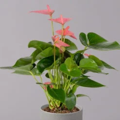 Flamingoblume 'Pink Champion', Topf-Ø 12 Cm, Höhe Ca. 35 Cm -Naturgrün Verkaufsgeschäft 0210650281 Anthurium Andreanum Pink Champion 12cm 2 114743