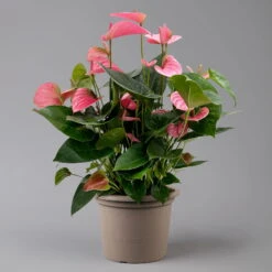 Flamingoblume 'Pink Champion', Pink, Topf-Ø 21 Cm, Höhe Ca. 65 Cm -Naturgrün Verkaufsgeschäft 0210650450 Anthurium andrPink Champion T21 H65 1 126767