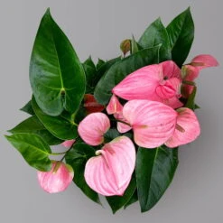 Flamingoblume 'Pink Champion', Pink, Topf-Ø 21 Cm, Höhe Ca. 65 Cm -Naturgrün Verkaufsgeschäft 0210650450 Anthurium andrPink Champion T21 H65 5 126764