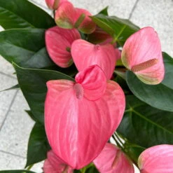 Flamingoblume 'Pink Champion', Pink, Topf-Ø 21 Cm, Höhe Ca. 65 Cm -Naturgrün Verkaufsgeschäft 0210650450 Anthurium andrPink Champion T21 H65 6 126746