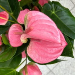 Flamingoblume 'Pink Champion', Pink, Topf-Ø 21 Cm, Höhe Ca. 65 Cm -Naturgrün Verkaufsgeschäft 0210650450 Anthurium andrPink Champion T21 H65 7 126745