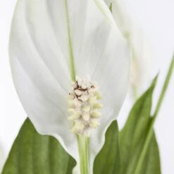 Einblatt 'Bellini' In Übertopf Vibes Rosa, Topf-Ø 13 Cm, Höhe Ca. 30 Cm 7 Einblatt 'Bellini' In Übertopf Vibes Rosa, Topf-Ø 13 Cm, Höhe Ca. 30 Cm -Naturgrün Verkaufsgeschäft 0210660098 0210660099 0210660100 0210660101 Spathiphyllum Bellini 1 124913