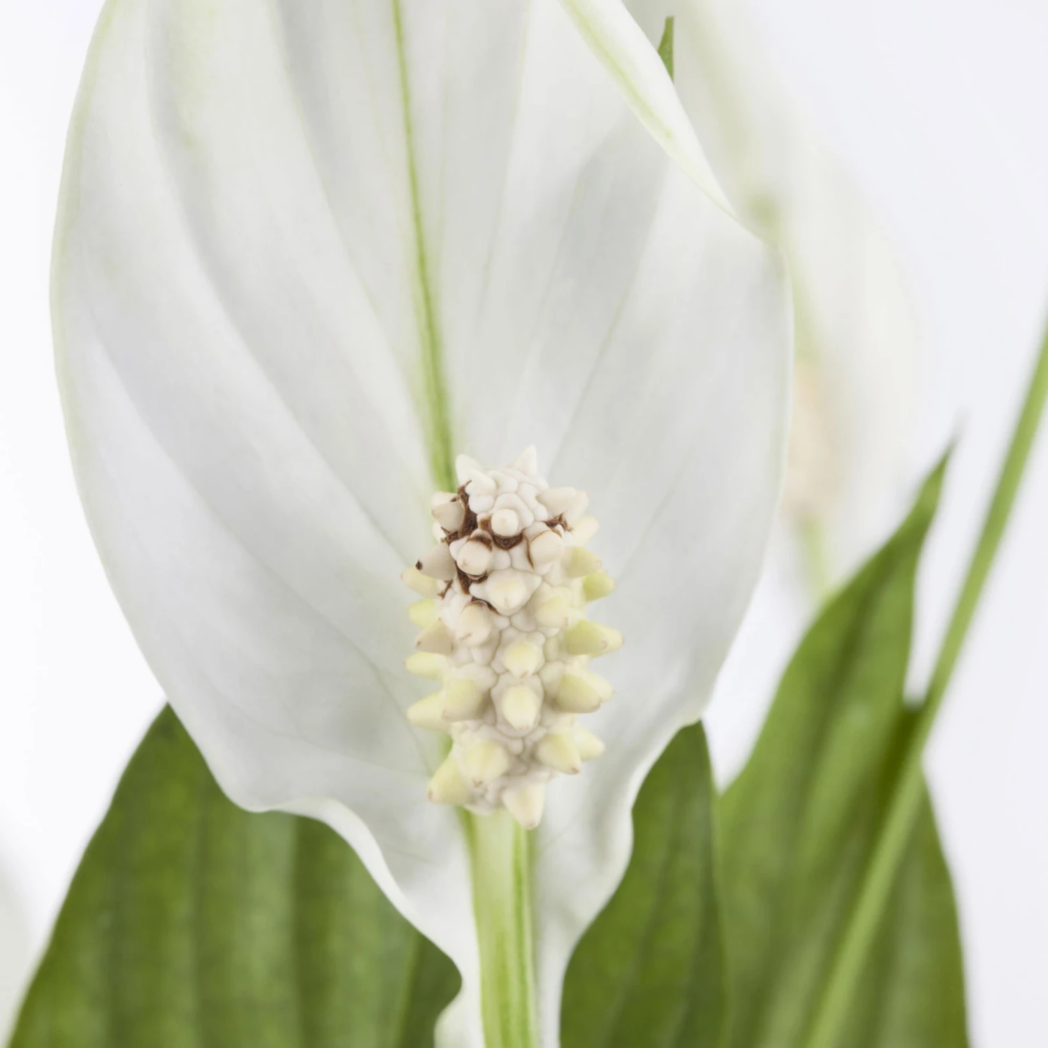 Einblatt 'Bellini' In Übertopf Vibes Rosa, Topf-Ø 13 Cm, Höhe Ca. 30 Cm 3 Einblatt 'Bellini' In Übertopf Vibes Rosa, Topf-Ø 13 Cm, Höhe Ca. 30 Cm – Bild 3