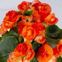 Elatior-Begonie, Topf-Ø 14 Cm, Orange, Höhe Ca. 20-27 Cm, 4er-Set 11 Elatior-Begonie, Topf-Ø 14 Cm, Orange, Höhe Ca. 20-27 Cm, 4er-Set -Naturgrün Verkaufsgeschäft 0210900298 Begonia Elatior T14 orange 4er Set 42