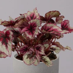 Blattbegonie 'Evening Glow', Topf-Ø 12 Cm, Höhe Ca. 25 Cm, 3er-Set -Naturgrün Verkaufsgeschäft 0210900311 Blattbegonie Evening Glow 3er Set 3