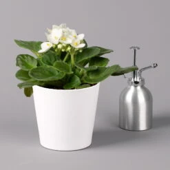 Usambaraveilchen In Keramiktopf Dallas Weiß, Weiß, Topf-Ø 12 Cm, 3er-Set -Naturgrün Verkaufsgeschäft 0210950109 Saintpaulia weiss in Topf Dallas weiss H20cm T14cm 3erSet1 116531