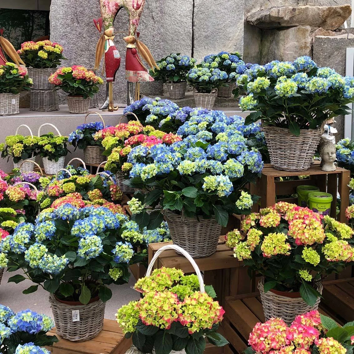 Hortensie 'Leuchtfeuer', Busch, Rot, Topf-Ø 23 Cm, Höhe Ca. 50 Cm 3 Hortensie 'Leuchtfeuer', Busch, Rot, Topf-Ø 23 Cm, Höhe Ca. 50 Cm – Bild 3