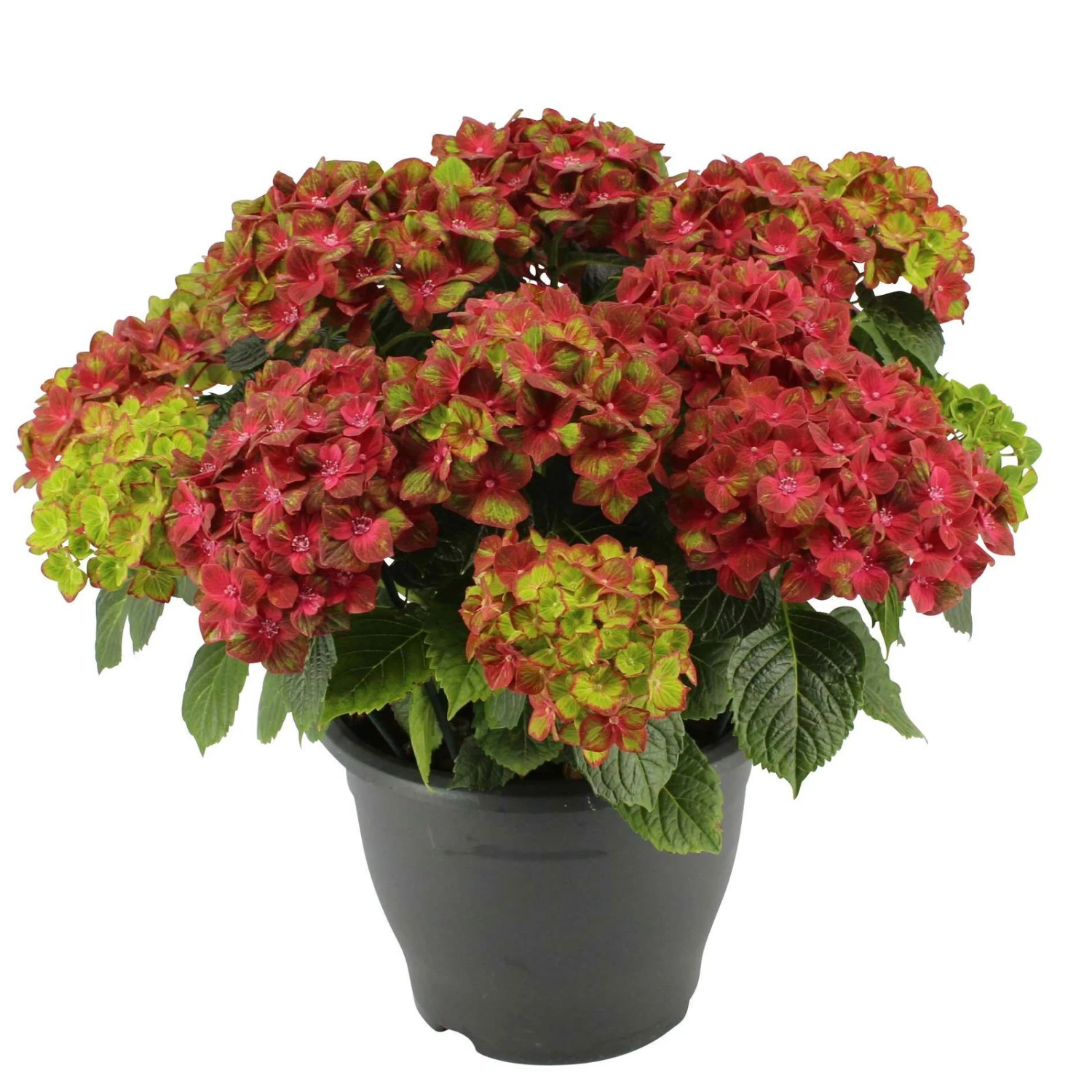 Hortensie 'Leuchtfeuer', Busch, Rot, Topf-Ø 23 Cm, Höhe Ca. 50 Cm 1 Hortensie 'Leuchtfeuer', Busch, Rot, Topf-Ø 23 Cm, Höhe Ca. 50 Cm